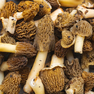 Morel Mushroom (गुच्छी च्याउ)